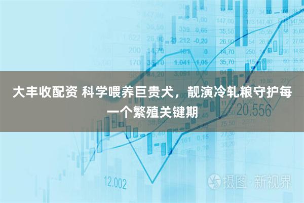 大丰收配资 科学喂养巨贵犬，靓演冷轧粮守护每一个繁殖关键期